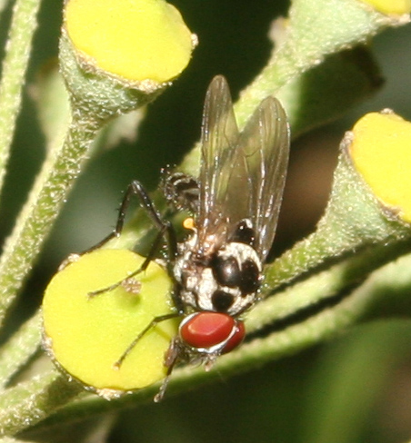 Anthomyia pluvialis